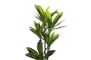 Picture of Artificial Green Upright Brazilian Ironwood Plant - H71"