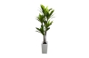 Picture of Artificial Green Upright Brazilian Ironwood Plant - H71"