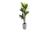 Picture of Artificial Green Upright Brazilian Ironwood Plant - H71"