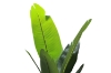 Picture of Artificial Potted Traveller Palm Plant - H71"