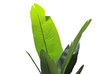 Picture of Artificial Potted Traveller Palm Plant - H71"