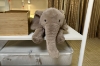 Picture of ELEPHANT Plush Cushion (Off-white) - H17.5"