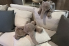 Picture of ELEPHANT Plush Cushion (Brown) - H27.5"