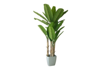 Picture of 353-005 Artificial Green Banana Tree Plant - H118"