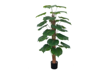 Picture of 353-012 Artificial Green Pothos Plant - H55"