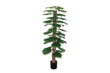 Picture of 353-013 Artificial Green Pothos Plant - H67"