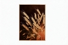 Picture of 357-006 Decorative Wall Art with Golden Frame (15.5"×23.5") - Wheat Ear 