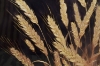 Picture of 357-006 Decorative Wall Art with Golden Frame (15.5"×23.5") - Wheat Ear 