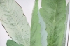 Picture of 368-002 Semi Hand Oil Painting Canvas Wall Art with Aluminum Alloy Frame (31.5"×63") -  Green Leaves