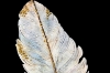 Picture of 357-014 Decorative Wall Art with Golden Frame (15.5"x23.5") - White Feather