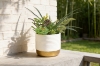 Picture of ARTIFICIAL PLANT 280 with Vase (14cm x 36cm)